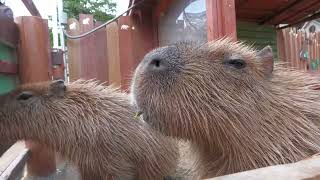 Capybara 3 (Oji Zoo, Hyogo, Japan) October 14, 2021