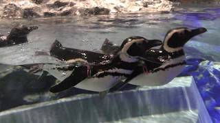 Magellanic penguin (SUMIDA AQUARIUM, Tokyo, Japan) May 13, 2018