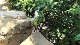 Black-crowned night heron (TENNOJI ZOO, Osaka, Japan) June 25, 2021