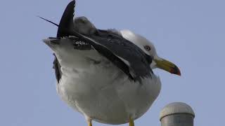 Black-tailed gull (TERADOMARI AQUARIUM, Niigata, Japan) April 6, 2019