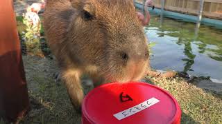 仔カピバラ (八景島シーパラダイス) 2018年7月14日