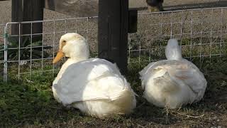 アヒル (アグリパーク竜王 動物ふれあい広場) 2019年10月31日