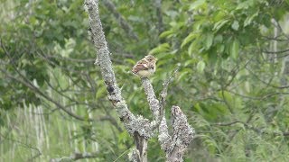 Black-faced bunting ? (Onnenai Visitor Center, Japan) July 3, 2019