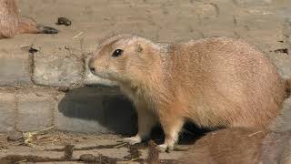 Black-tailed prairie dog (Izu Shaboten Zoo, Shizuoka, Japan) October 1, 2019
