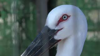 Japanese white stork (Akita city Omoriyama zoo, Akita, Japan) April 11, 2019