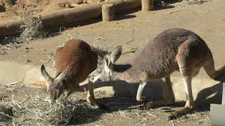 アカカンガルー (多摩動物公園) 2019年1月18日