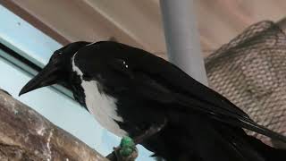 Pied Crow (Metchaomoroi Zoo, Shiga, Japan) October 7, 2021