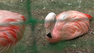 チリーフラミンゴ (羽村市動物公園) 2018年4月8日