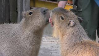 Capybara (TOBU ZOO, Saitama, Japan) March 31, 2018