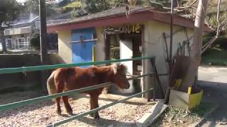 Three Pony (KAMINE ZOO, Ibaraki, Japan) December 4, 2018