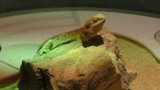 Central bearded dragon (NIFREL, Osaka, Japan) March 12, 2019