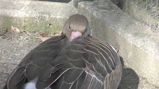 ハイイロガン (多摩動物公園) 2019年1月18日