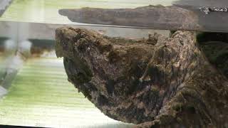 Alligator snapping turtle (YAGIYAMA ZOOLOGICAL PARK, Miyagi, Japan) January 20, 2018