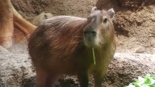 Capybara (Osaka Aquarium KAIYUKAN, Osaka, Japan) August 12, 2022