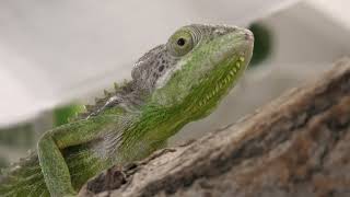 Chameleon (Metchaomoroi Zoo, Shiga, Japan) October 7, 2021