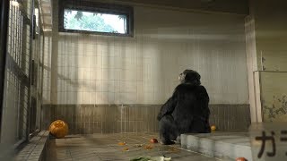 チンパンジー の『ユキ』にハロウィンかぼちゃのプレゼント (王子動物園) 2019年10月27日