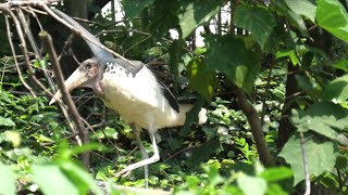 片翼の アフリカハゲコウ (天王寺動物園) 2021年6月25日
