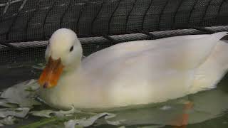 Call duck (Inokashira Park Zoo, Tokyo, Japan) September 23, 2017