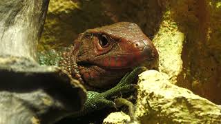 Northern Caiman Lizard | The Forest of Spirits (átoa, Hyogo, Japan) October 30, 2021