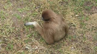 シロテテナガザル (福岡市動物園) 2019年4月23日