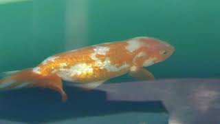 ランチュウ (桂浜水族館) 2018年3月24日