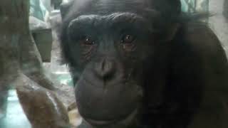 Chimpanzee (TENNOJI ZOO, Osaka, Japan) October 19, 2021