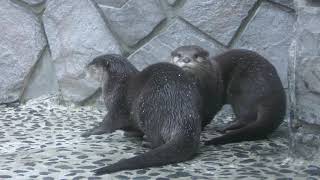 Asian short-clawed otter (IZU・MITO SeaParadise, Shizuoka, Japan) November 23, 2018