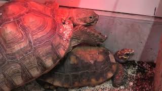 Turtle (Metchaomoroi Zoo, Shiga, Japan) October 7, 2021