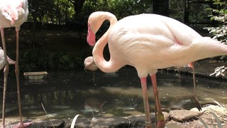 オオフラミンゴ (大宮公園小動物園) 2018年7月21日