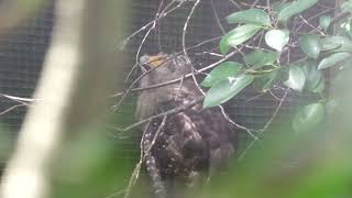 Crested serpent eagle (Okinawa Zoo & Museum, Okinawa, Japan) July 29, 2023