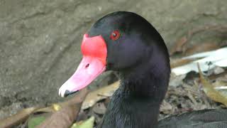 Rosy-billed pochard