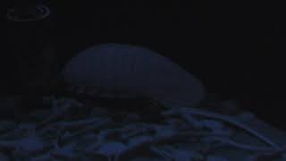 海のさかな水槽「鯨骨生物群集」 (神戸市立須磨海浜水族園) 2018年12月21日