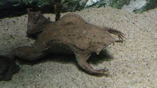 Surinam toad (Sunshine Aquarium, Tokyo, Japan) May 10, 2018