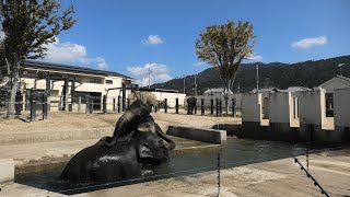 アジアゾウ 定点観測 (京都市動物園) 2021年10月8日