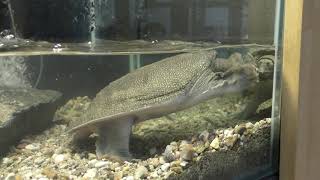 Soft-shelled turtle (KAMINE ZOO, Ibaraki, Japan) December 4, 2018