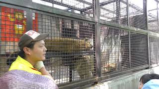 Lion guide (UTSUNOMIYA ZOO, Tochigi, Japan) April 30, 2018