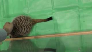 撫でられるミーアキャット (Oh！祭りだよ！けもフレがーでん) 2017年10月7日