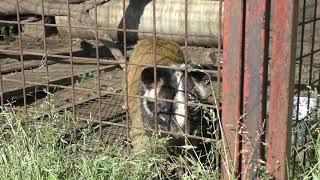 Masked musang (Kumamoto Fureai Family Farm, Kumamoto, Japan) April 18, 2019