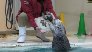 ラッコ の『メイ』にクリスマスケーキのプレゼント (鳥羽水族館) 2020年12月25日