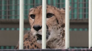 チーター の『コリナ』 (東武動物公園) 2020年9月18日