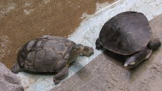 水棲ガメのなかまたち (王子動物園) 2018年9月16日