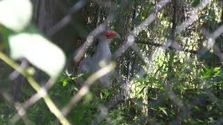 Secretary bird (Kakegawa Kachouen, Shizuoka, Japan) July 30, 2022