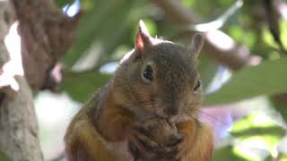 Japanese squirrel (Inokashira Park Zoo, Tokyo, Japan) September 9, 2018