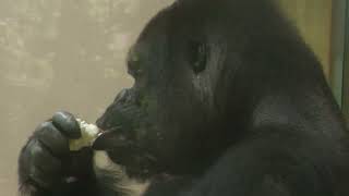Western gorilla (Higashiyama Zoo and Botanical Gardens, Aichi, Japan) June 25, 2023