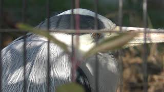 Grey heron (YAGIYAMA ZOOLOGICAL PARK, Miyagi, Japan) January 20, 2018
