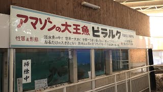 熱帯魚館 1 (べっぷ地獄めぐり 白池地獄) 2019年12月4日