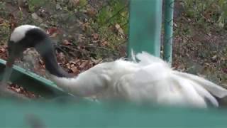 Japanese crane & White Stork (Nagano City Chausuyama Zoo, Nagano, Japan) April 15, 2018