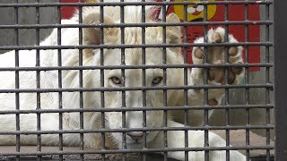 White lion Paws (UTSUNOMIYA ZOO, Tochigi, Japan) April 30, 2018