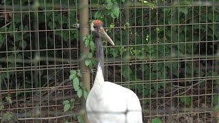 タンチョウ (東武動物公園) 2020年9月18日