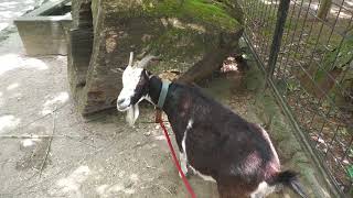 Goat (Rakujuen, Shizuoka, Japan) July 31, 2022